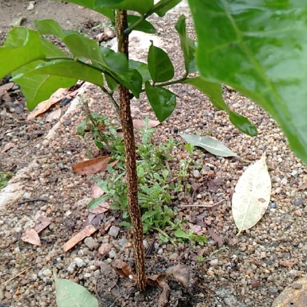  嫁接黄皮果树苗鸡心黄皮树苗黄皮果苗盆栽地栽，鸡心黄皮果苗