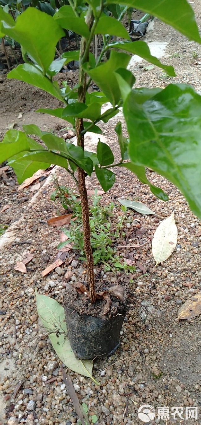  嫁接黄皮果树苗鸡心黄皮树苗黄皮果苗盆栽地栽，鸡心黄皮果苗