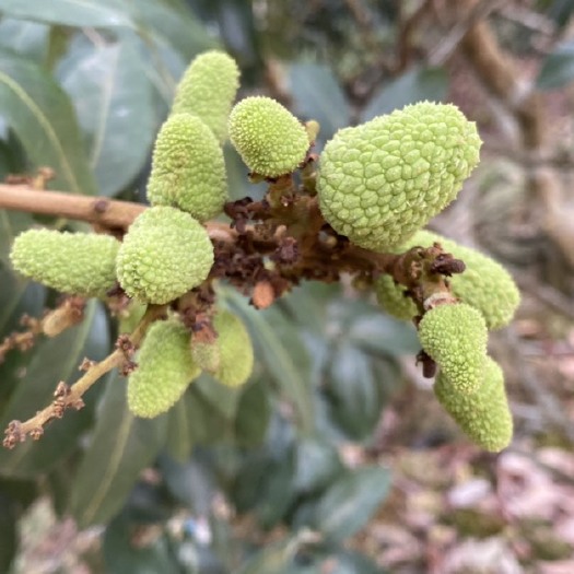 惠来县三月红荔枝 早花三月红