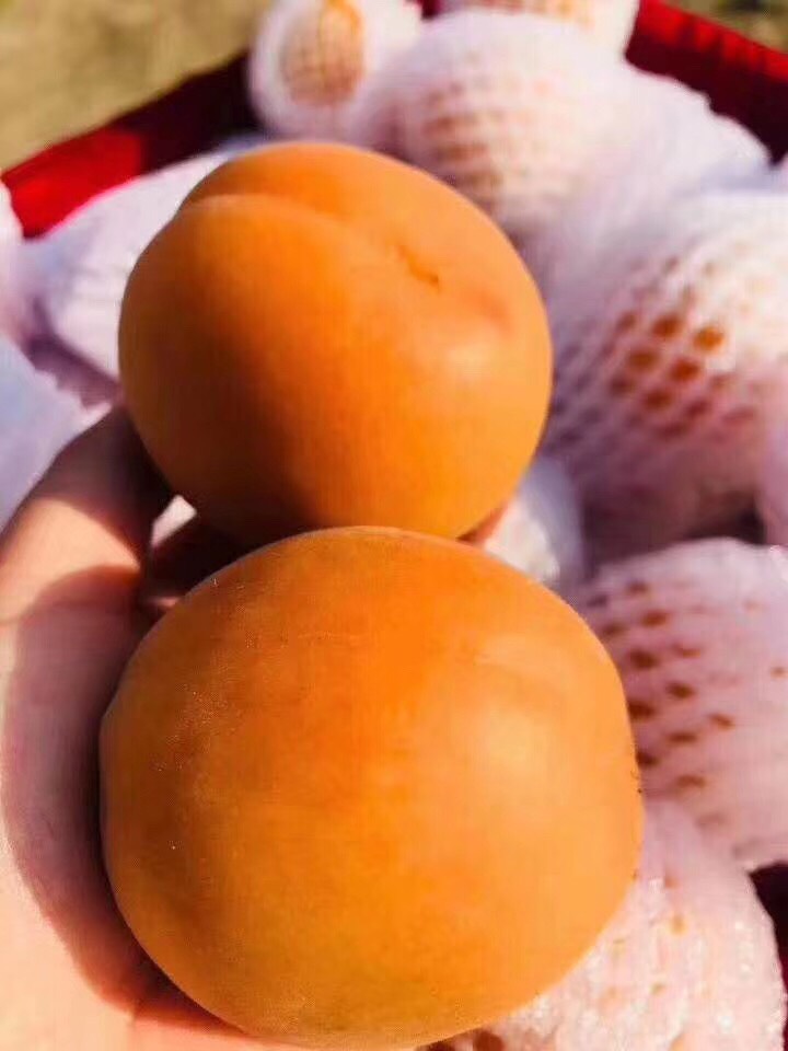 陕西金太阳凯特黄金子金寿杏丰园红珍珠油杏新鲜上市，产地直供！