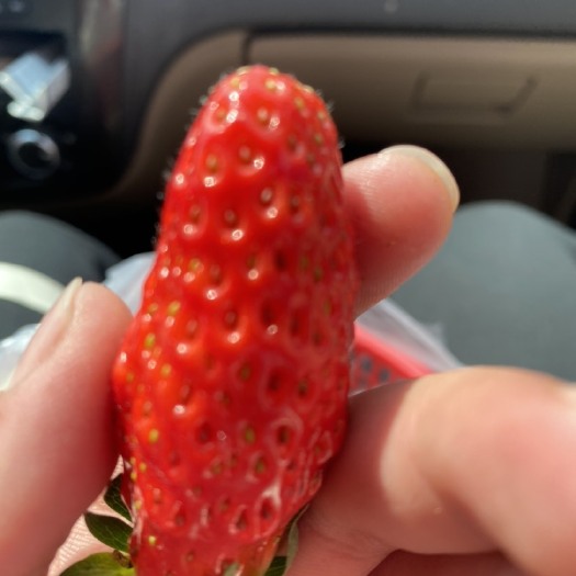 平邑县 四季草莓苗盆栽带土南北方种植果树果苗当年结果食用牛奶草莓树苗