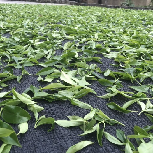 潮州 凤凰单丛新茶 陆续上市 欢迎订购