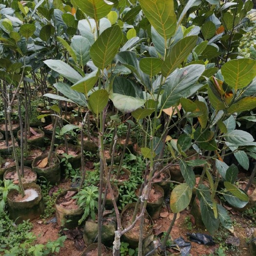 灵山县马来西亚一号菠萝蜜苗 马来西亚一号菠萝蜜