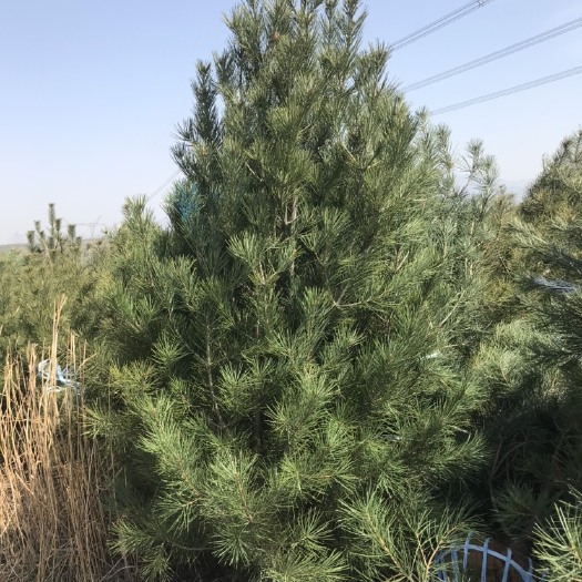 蓝田县 2米白皮松