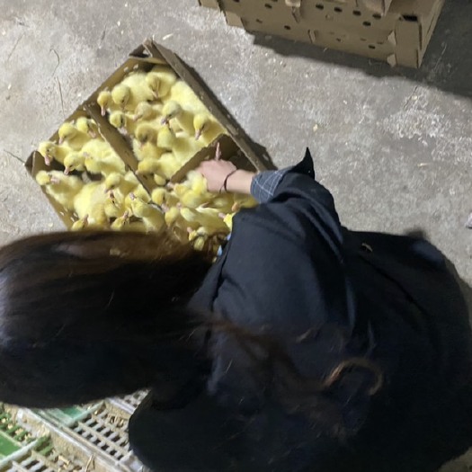 凯里市 贵州凯里从事养殖孵化纯正鹅苗多年