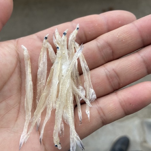 肥西县 精品银鱼干