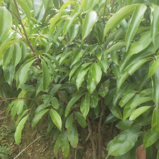 揭西县无核荔枝苗 无核荔枝果苗         正宗无核