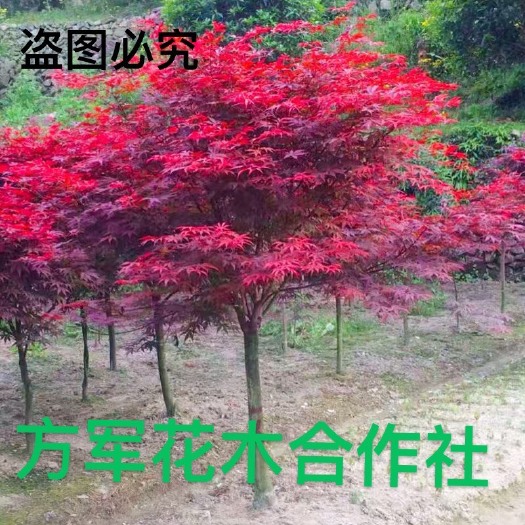 沭阳县日本红枫红舞姬 正品日本红舞姬红枫 不与假货拼价格 基地直销