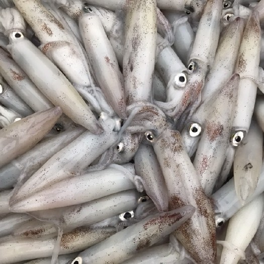 北海北部湾鱿鱼