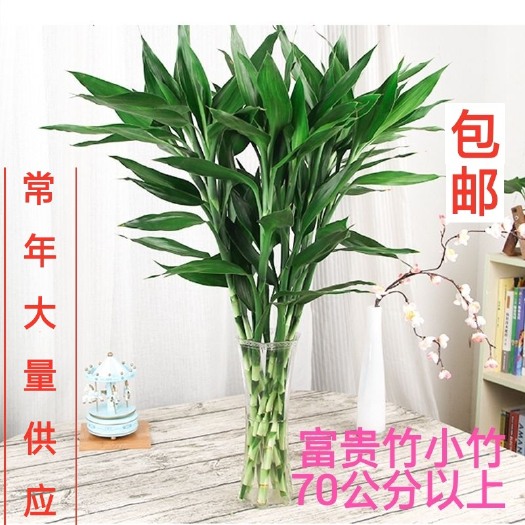 海口 海南富贵竹  整箱批发包邮