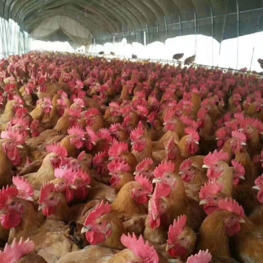 沭阳县红瑶鸡苗 红毛大公鸡，品质好肉质好，价格高…