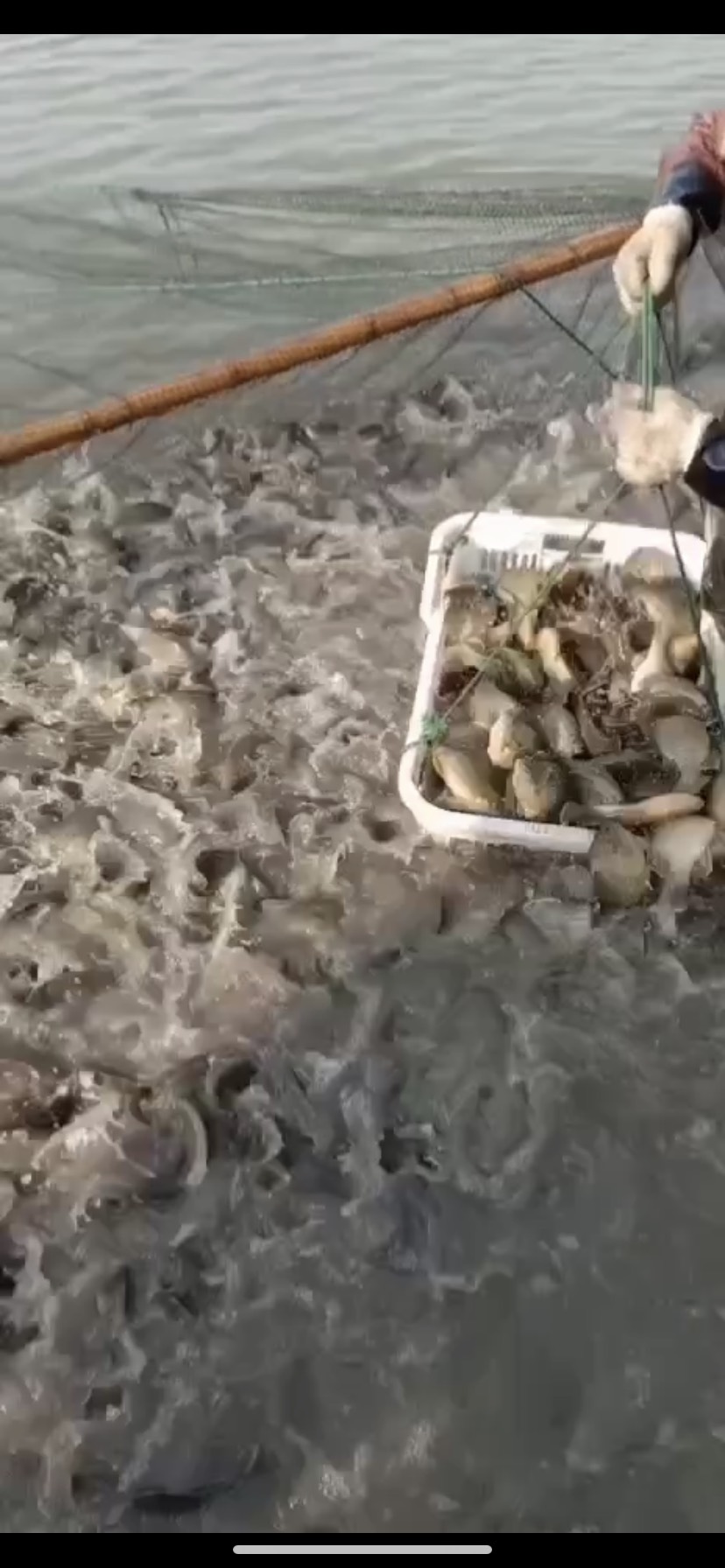  太阳鱼，半斤以上，很漂亮。供应垂钓场。生态农庄，水库。