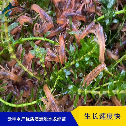 广州澳洲淡水小龙虾苗  优质淡水澳洲龙虾苗 澳洲龙虾苗 澳龙苗