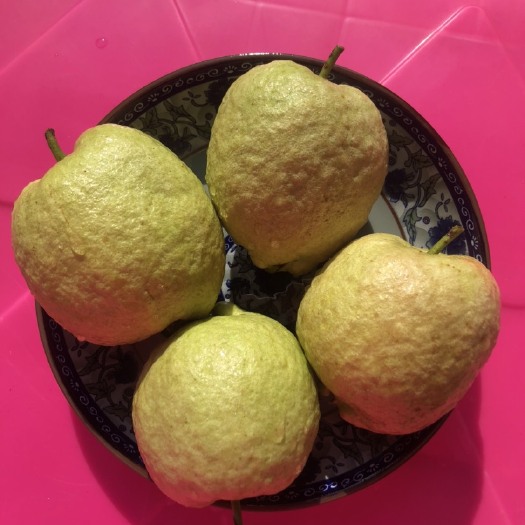 玉林红宝石芭乐 150-200克