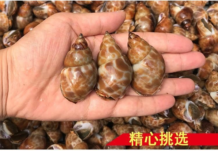 连云港 花螺50_80头