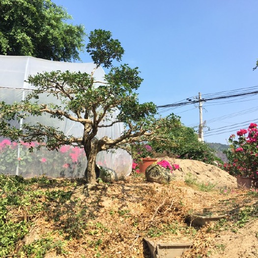 漳州七里香造景观树