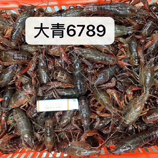 潜江市 潜江优质小龙虾