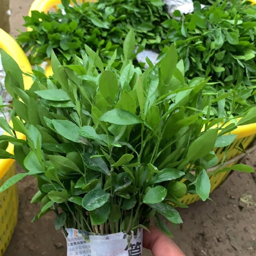 阳朔县香橙苗 软枝香橙还有几十万待嫁优惠处理了,
