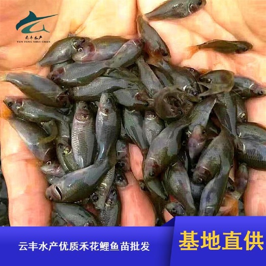 广州优质鲤鱼苗 禾花鲤鱼苗 丰鲤鱼苗