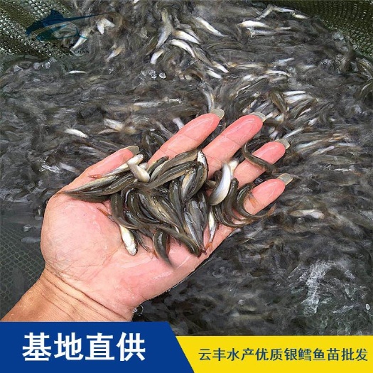 广州银雪鱼苗  优质银鳕鱼苗 生长速度快 抗病力强 质量保证