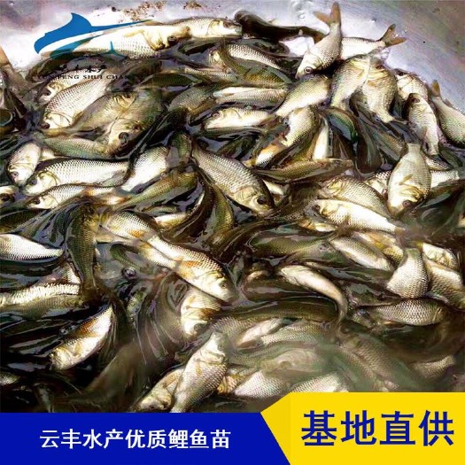 广州优质鲤鱼苗 丰鲤鱼苗 湘云鲤 禾花鲤鱼苗
