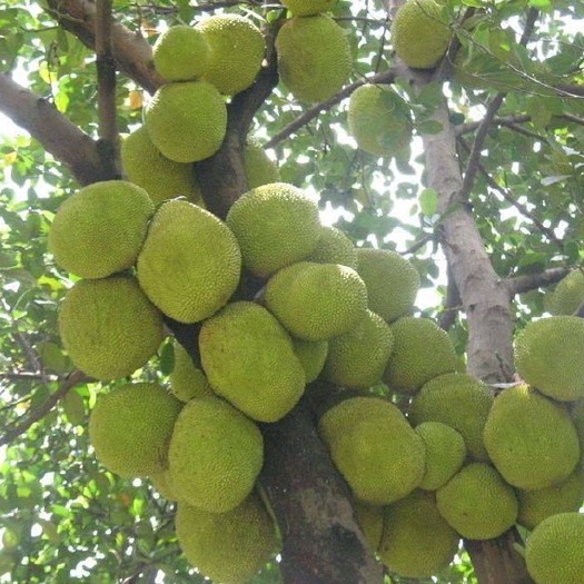 灵山县 四季菠萝蜜苗