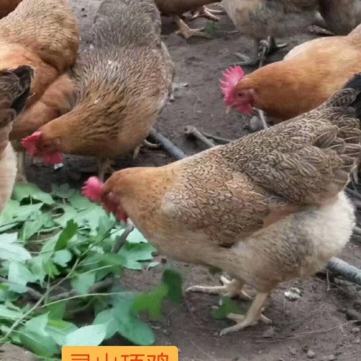 南宁 灵山土鸡 包打疫苗 假一赔十 包成活率 诚信经营