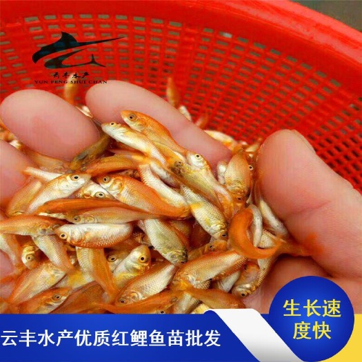 广州优质红鲤鱼苗 生长速度快 抗病力强 质量好