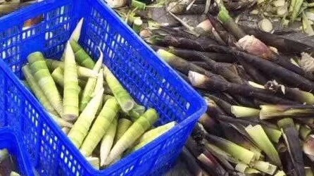 彭州市 四川彭州基地雷竹笋上市中