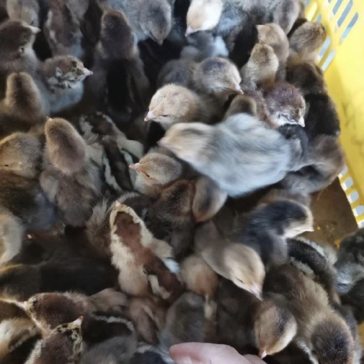 南宁铁脚麻鸡苗 铁脚麻鸡