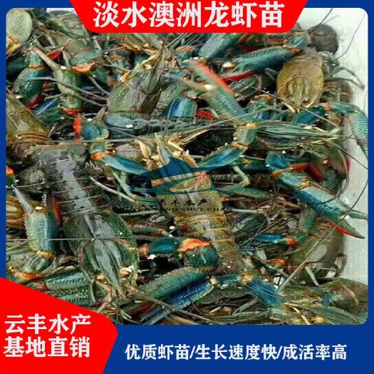 广州淡水澳洲龙虾苗 澳洲龙虾苗