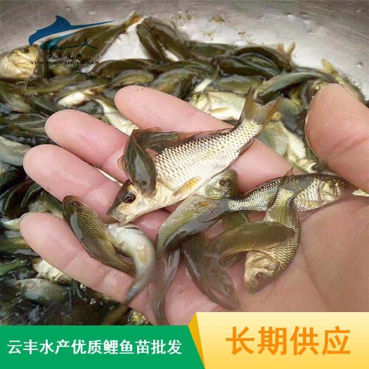 广州池塘鲤鱼  优质鲤鱼苗 基地直供 质量保证 支持空运 陆运