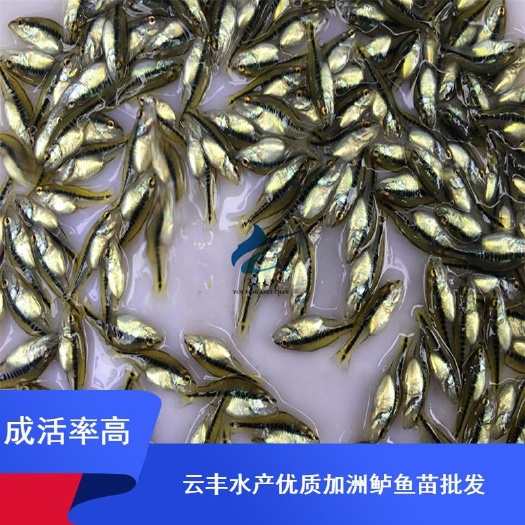 广州优鲈3号 鲈鱼苗 大口鲈鱼苗 加州鲈鱼苗 生长速度快 抗病力