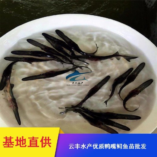 广州鸭嘴鱼苗 优质