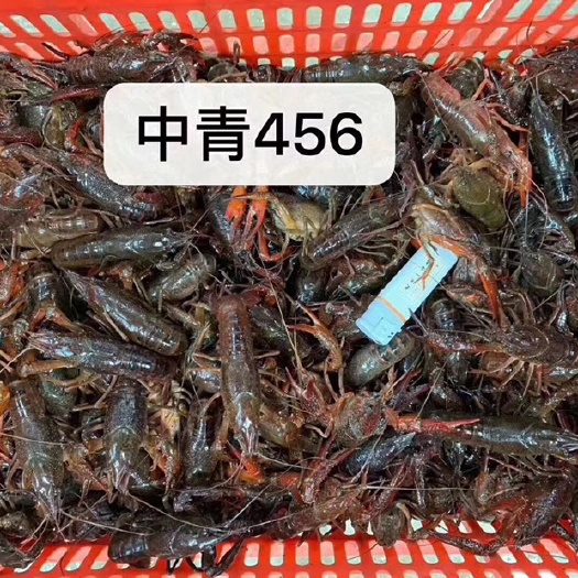潜江市中国龙虾 国产 0.4-0.6斤/只 人工饲养