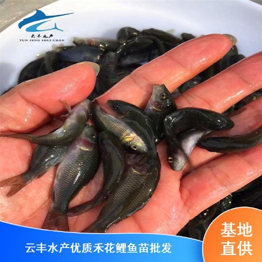广州优质禾花鲤鱼 稻田禾花鲤鱼苗 质量好