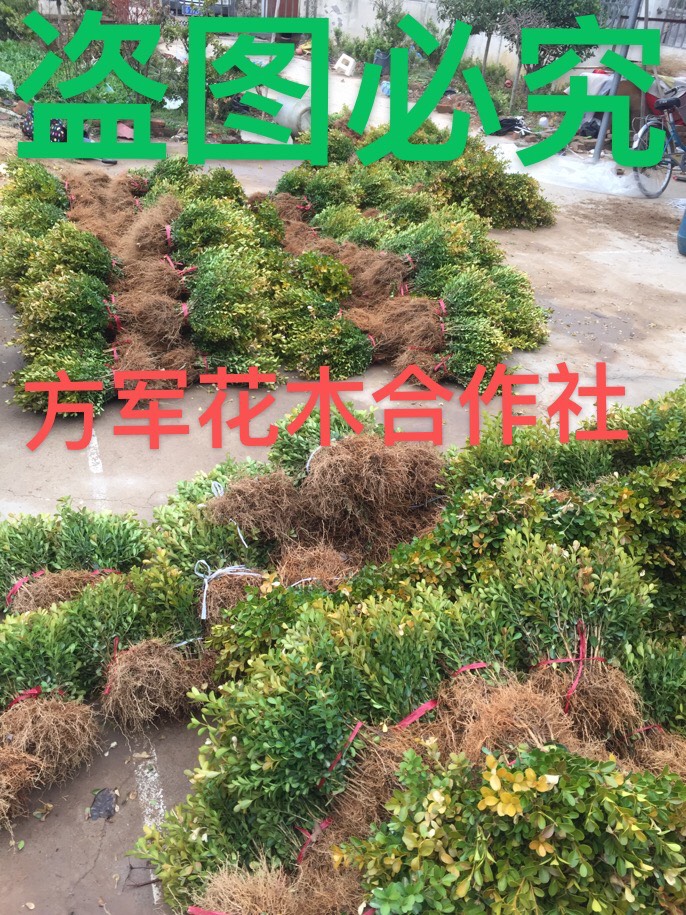 沭阳县小叶黄杨苗  保湿发货 规格齐全 免费包邮
