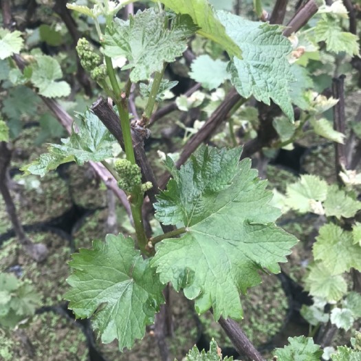 开平市 夏黑葡萄苗（1一3年杯苗）清甜无核
