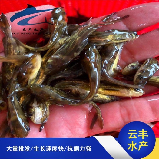 广州黄骨鱼苗  优质 杂交黄桑鱼苗 全雄性