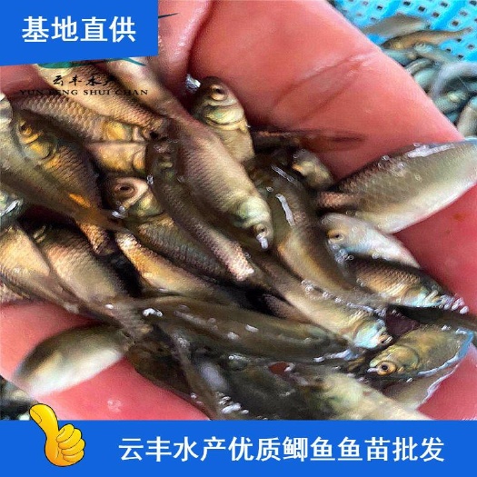 广州优质鲫鱼苗 湘云鲫鱼苗 澎泽鲫鱼苗 中科三号鲫鱼苗
