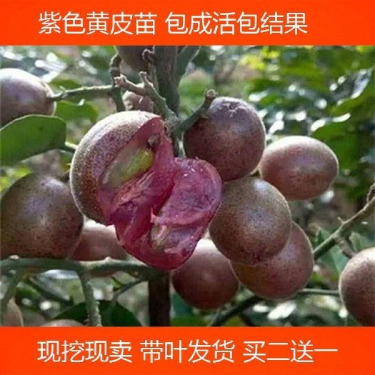 灵山县黑黄皮果苗  紫肉黄皮果苗   新品种紫肉黄皮果苗嫁接苗