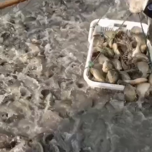  太阳鱼，半斤以上，很漂亮。供应垂钓场。生态农庄，水库。