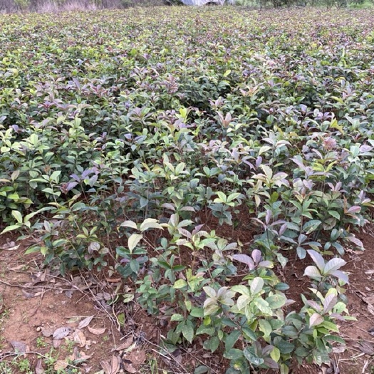 阳朔县产地直发八月桂 八月金桂、高度40公分