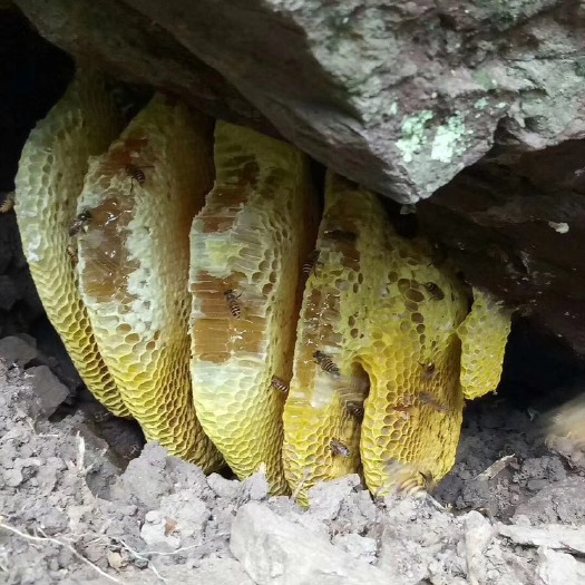 屯昌县 野土蜂，蜂蜜正宗假一赔十，剂