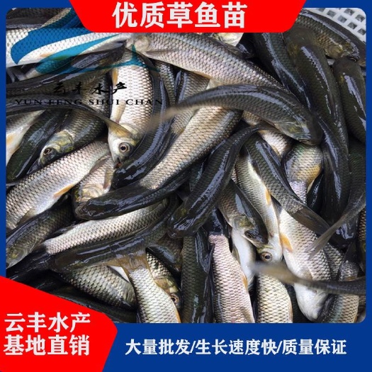 广州优质青鱼苗 黑鲩鱼苗 田螺鱼苗