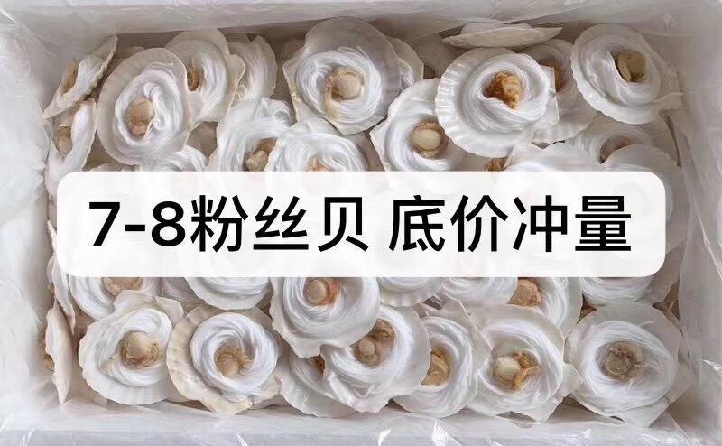 成都 粉丝扇贝