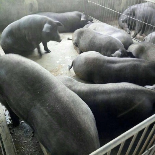 澄迈县黑猪 200-300斤