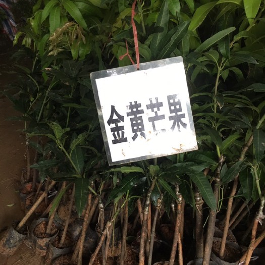 南宁金煌芒果苗 金黄芒苗