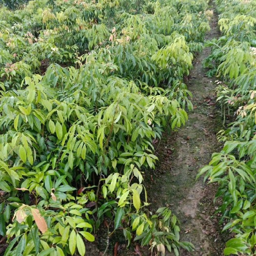 灵山县桂味荔枝 有需要的可以联系