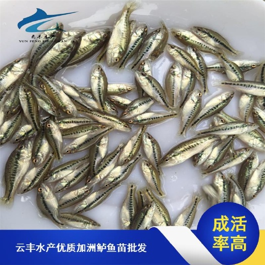 广州鲈鱼苗 加州鲈鱼苗 大口鲈鱼苗 优鲈3号 基地直供 质量好